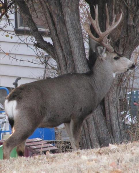 A very nice mule deer buck enjoying the peace and quiet of Carson City westside backyard on December 26. Photo by Elaine Quilici