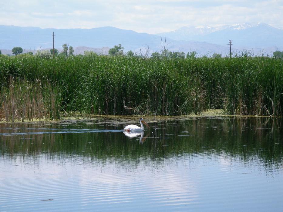 A pelican paddles along the edge of Hinkson Slough.  Photo by Elaine Quilici