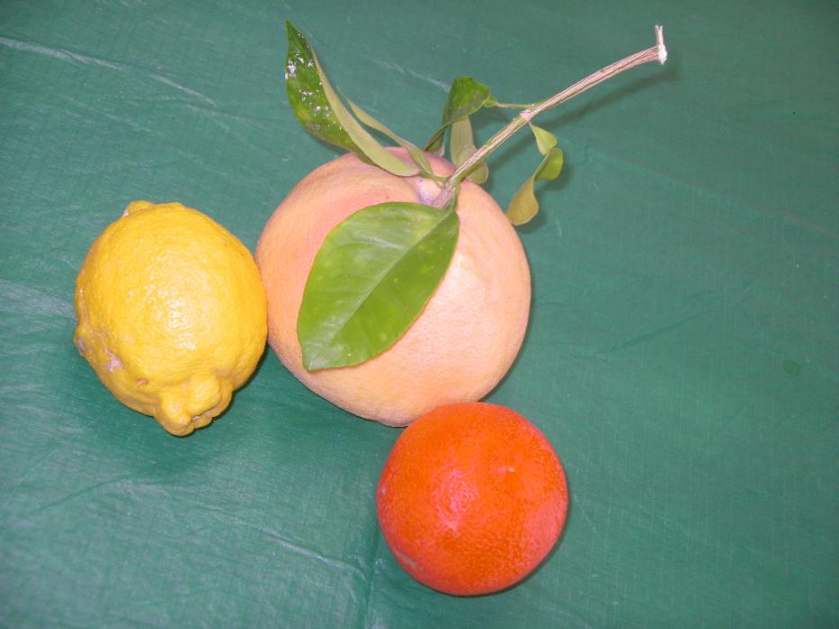 Fresh fruit from La Quinta