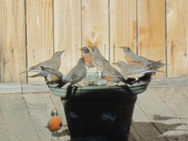 robins