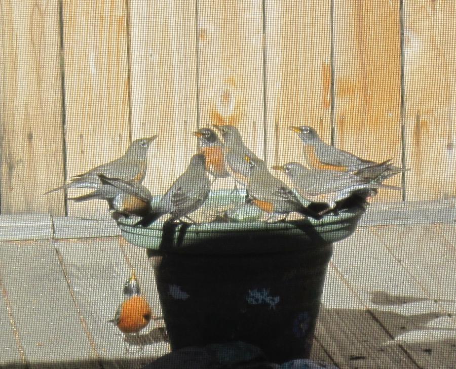 robins