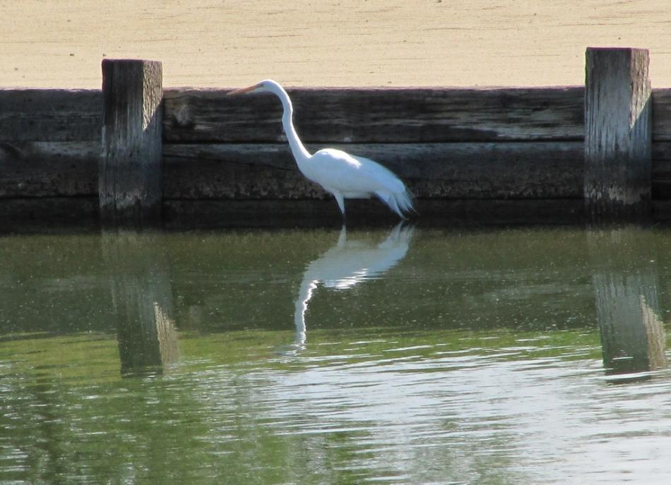 An egret carefully sneaking up on a minnow for its lunch at the water hazard on the 9th green.