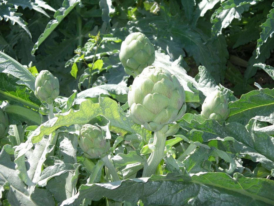 Artichokes growing in a large Ocean Mist Farms produce field in Thermo, Calif.