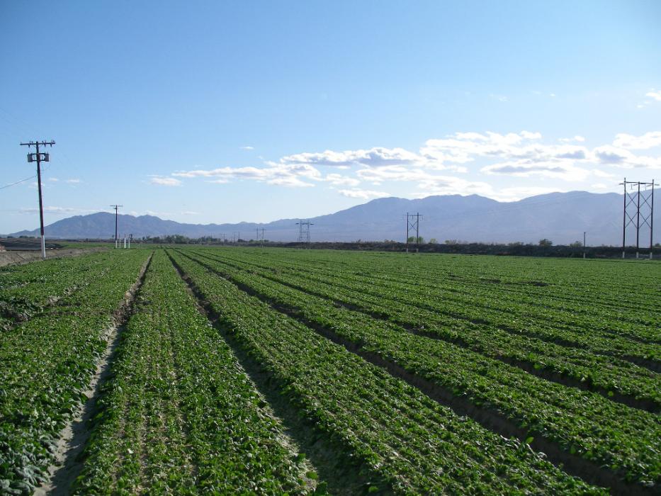 A huge Ocean Mist Farms spinach field in Thermo.