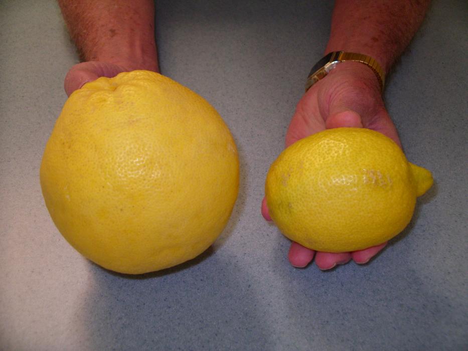 Don Quilici of Carson City holds a grapefruit and a lemon that were picked off of trees along the residential streets.
