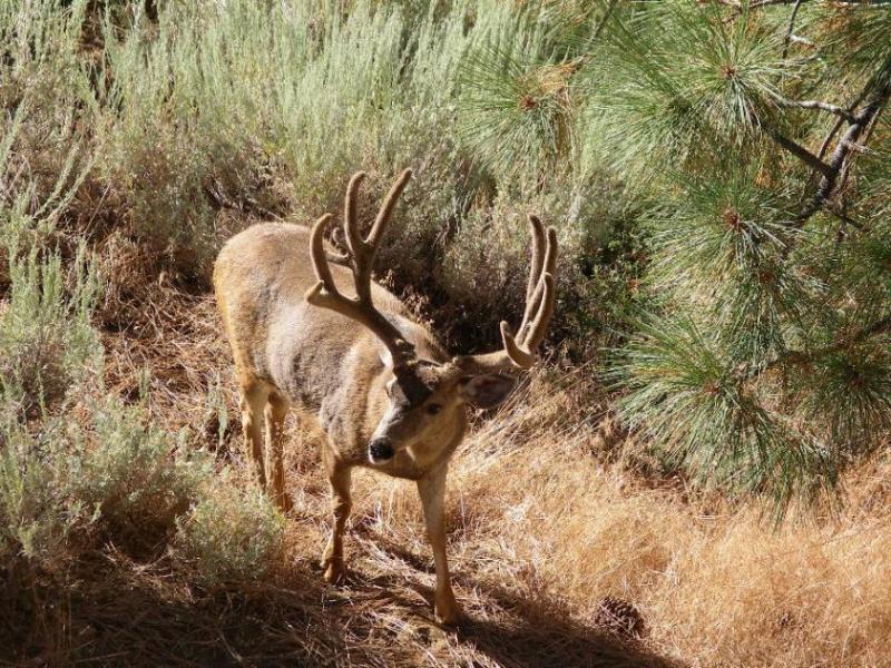 A mule deer buck with its antlers in velvet in the late spring. Photo by Elaine Quilici