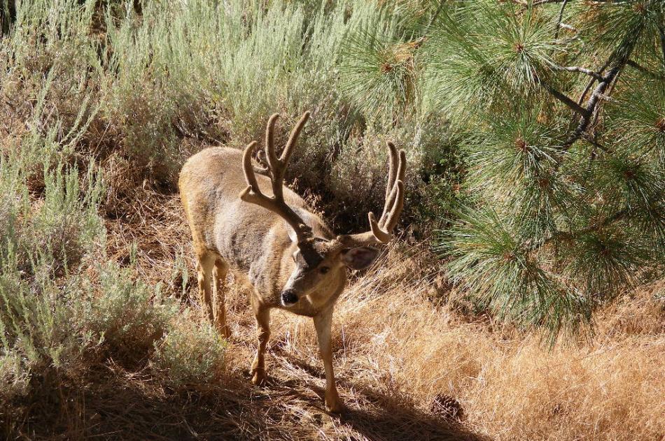 A mule deer buck with its antlers in velvet in the late spring. Photo by Elaine Quilici