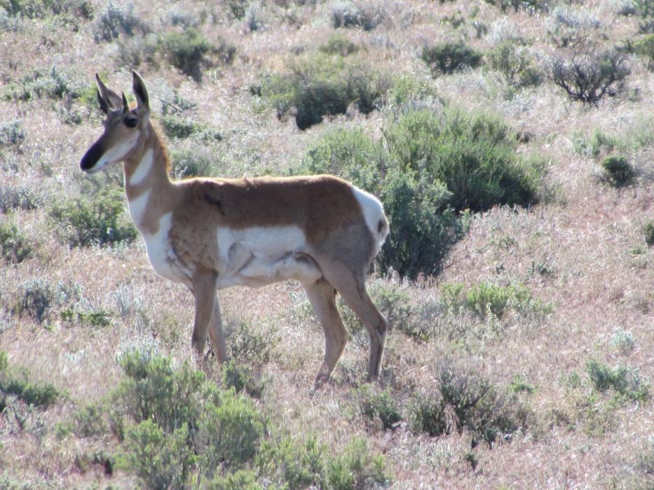 A pronghorn antelope checking out the photographer.  Photo by Elaine Quilici