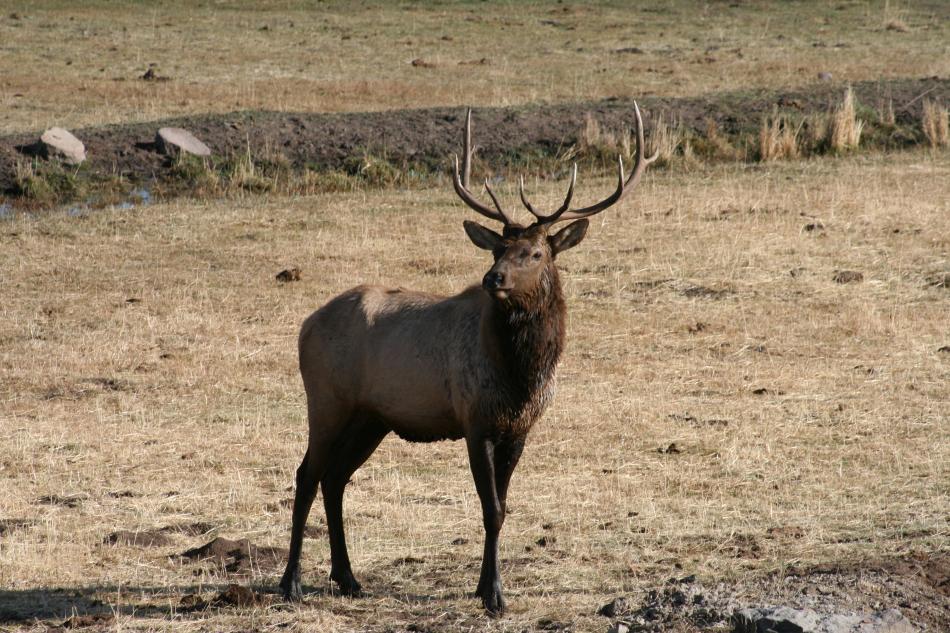 A young Rocky Mountain bull elk.  Photo by Elaine Quilici