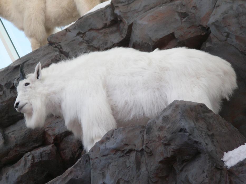 A Rocky Mountain goat.  Photo by Elaine Quilici