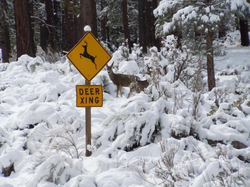 Who said deer can't read>