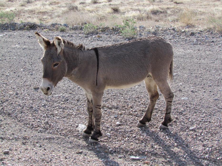 One of a small group of wild burros on the highway between Las Vegas and Pahrump.