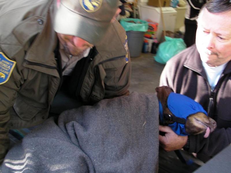 Fish and Game's Marc Kenyon and Tom Millham transport a yearling bear cub. Photo by Jeff Munson