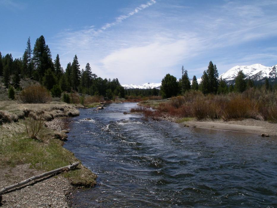 The West Carson River in Hope Valley.  Photo by Elaine Quilici