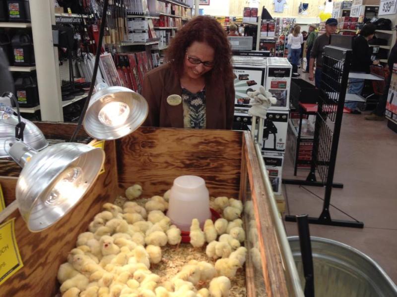 Mary Beth Swope checks out the baby chickens