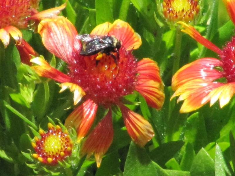 A bumblebee on a Gerber Daisy. This is one of a number of outdoor photographs provided by Elaine Quilici of Carson City.