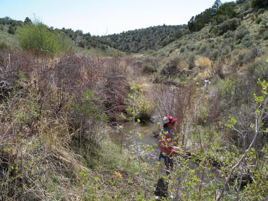 Catali Quilici of Dayton fishing for brook trout at Steptoe Creek, near Cave Lake.  Photo by Don Quilici