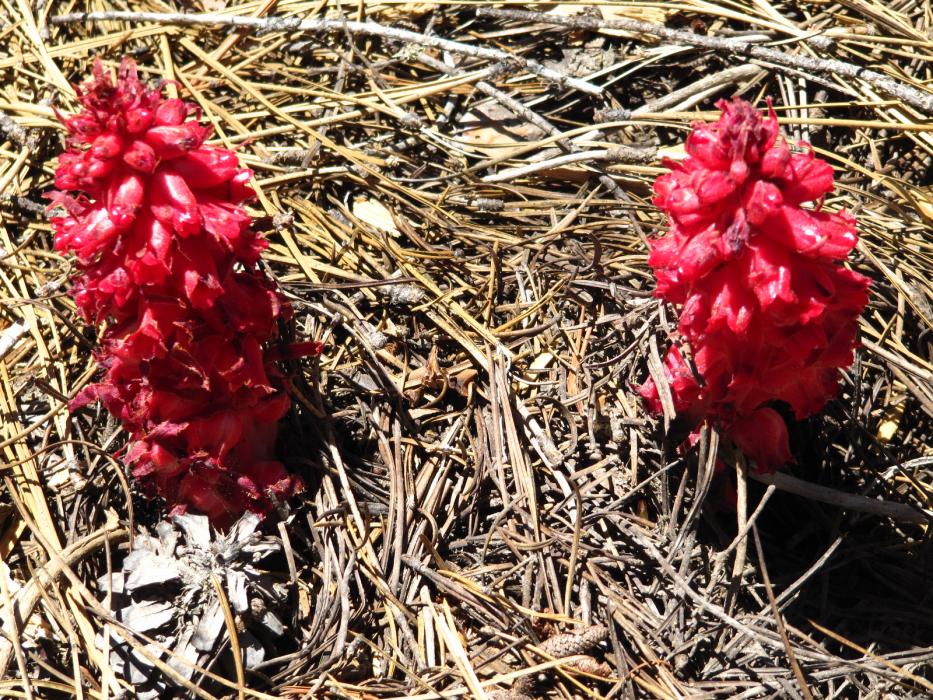 Two bright red Snow Flowers growing side by side.  Photo by Elaine Quilici