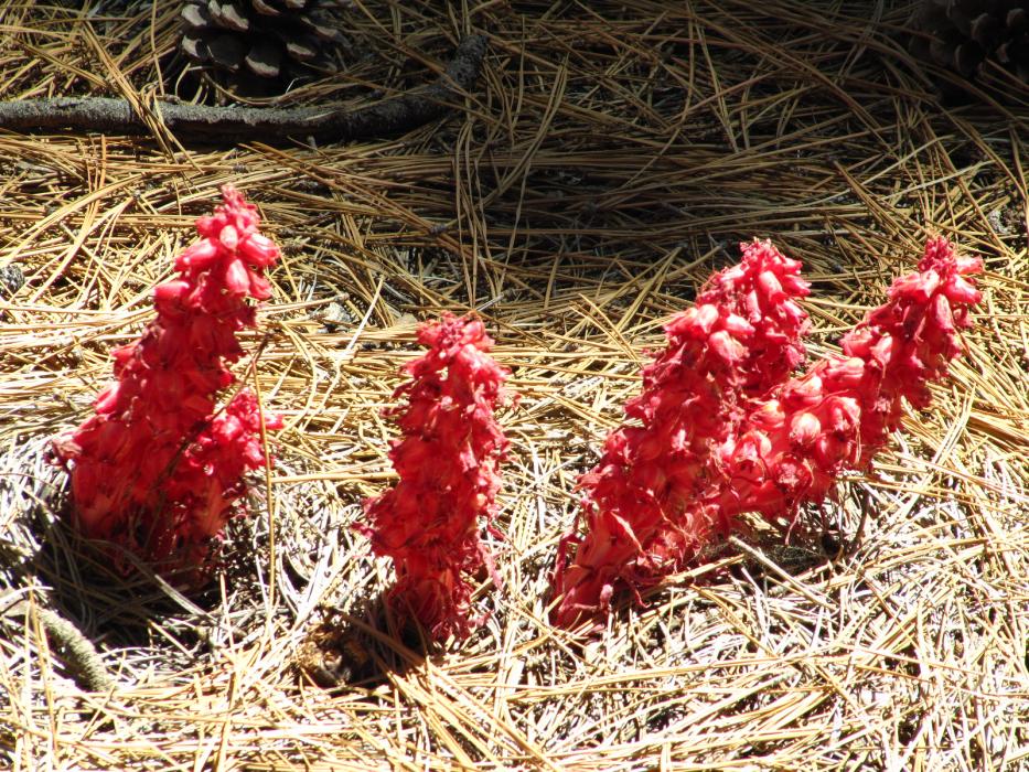 A rare grouping of four, slightly leaning, Snow Flowers.  Photo by Elaine Quilici