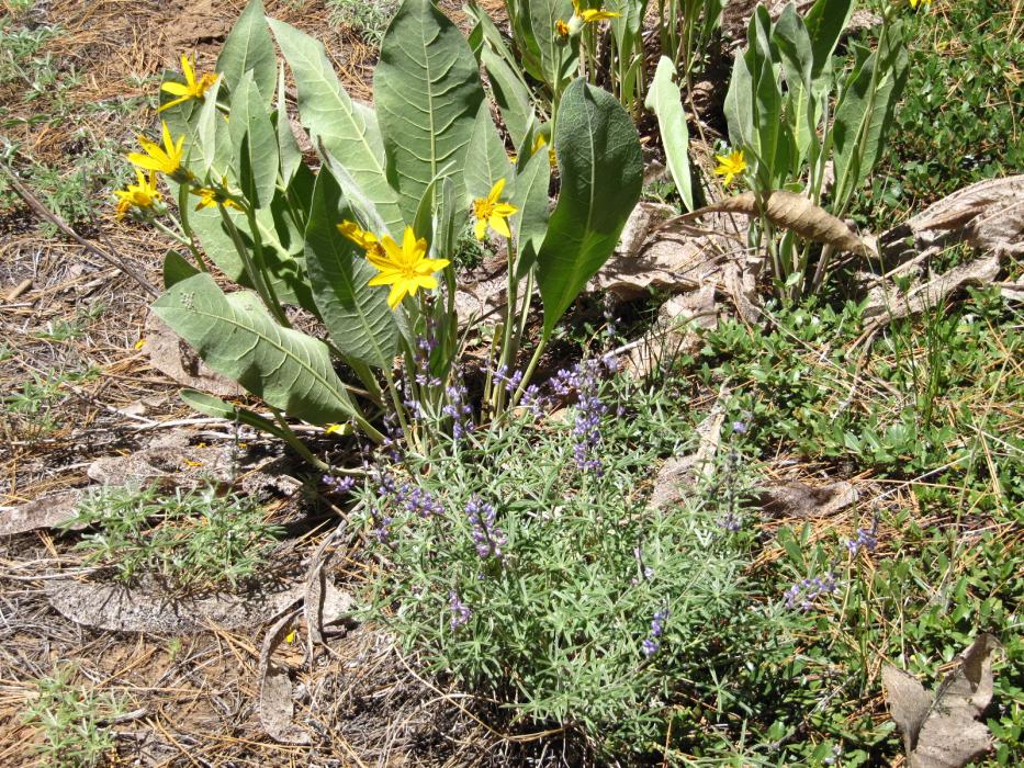 A colorful mix of Mule Ear plants with yellow blossoms and purple colored Lupine.  Photo by Elaine Quilici