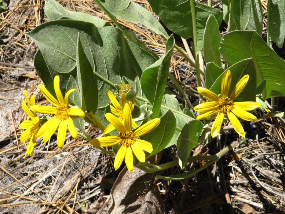 A close-up of blossoms on a Mule Ear plant.  Photo by Elaine Quilici