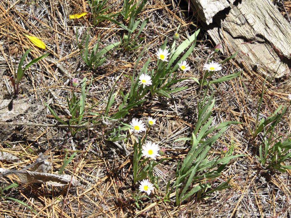 Wild daisies in that same area of the forest.  Photo by Elaine Quilici