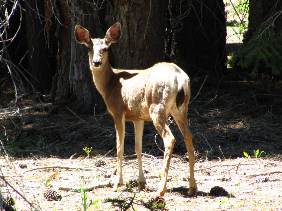A doe mule deer watches the photographer walk past in the forest on the east side of Davis Lake.  Photo by Elaine Quilici