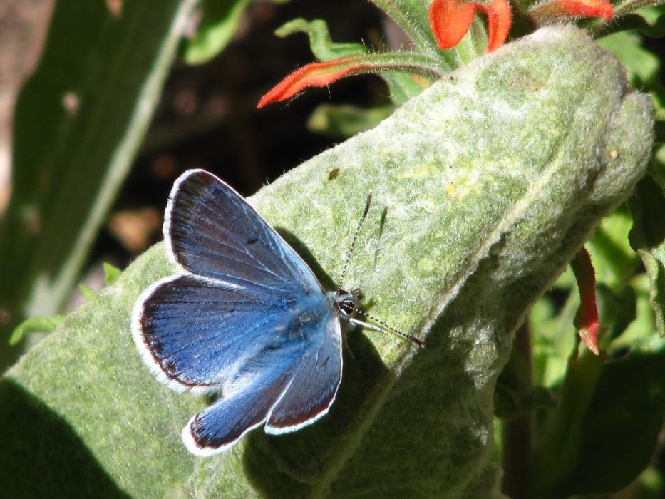A blue-colored butterfly on a Mule Ear plant.  Photo by Elaine Quilici