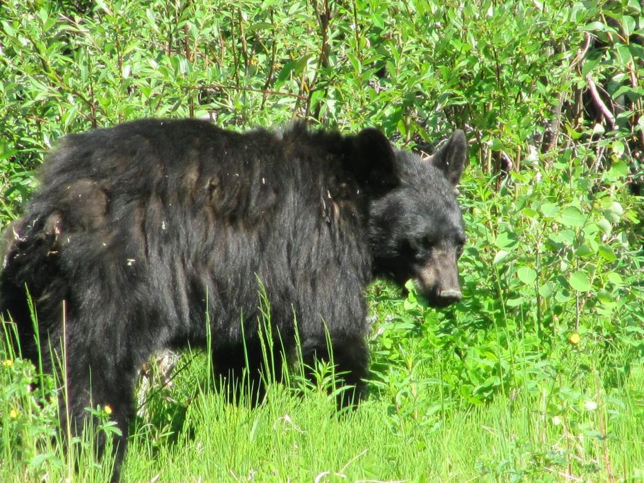 A black bear next to the highway.  Photo by Elaine Quilici