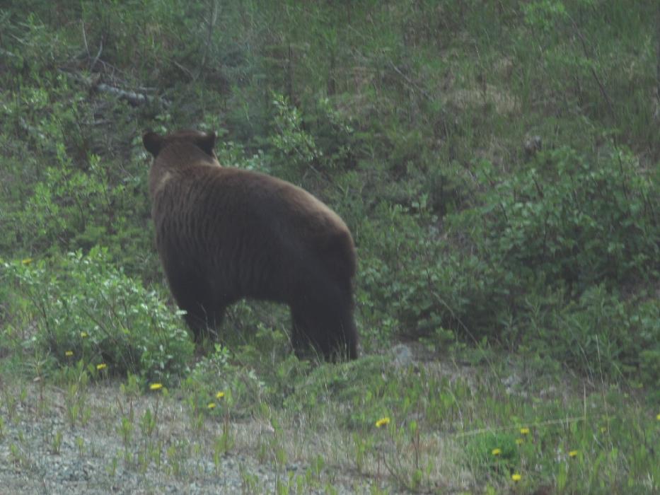 A black bear standing in wildflowers near the roadway.  Photo by Elaine Quilici