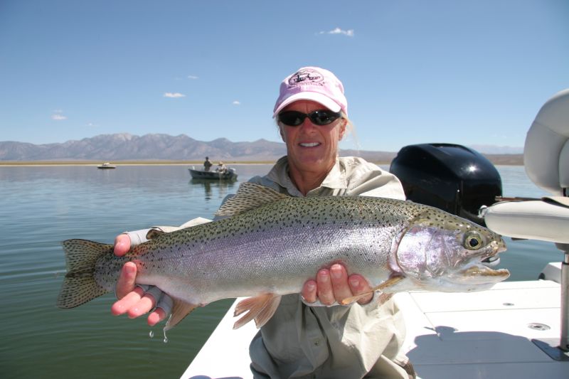 A rainbow trout caught at Crowley Lake, California.  Photo courtesy of Tom Loe of Sierra Drifters Guide Service