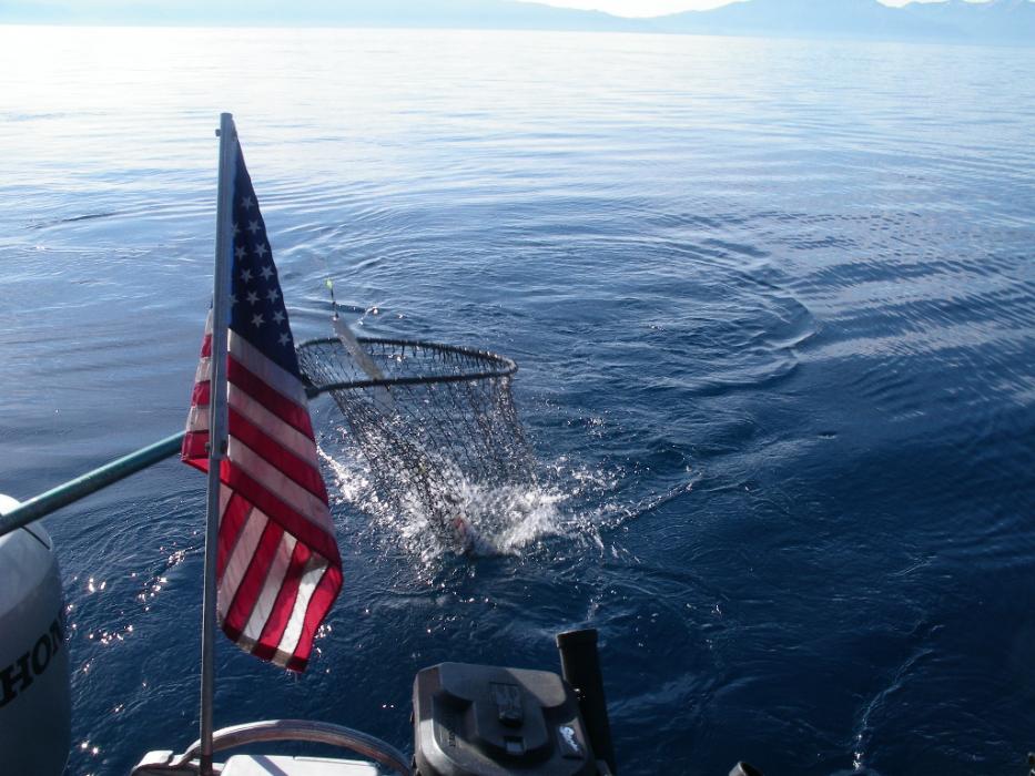 The first fish of the day is safely in the net. Photo by Don Quilici