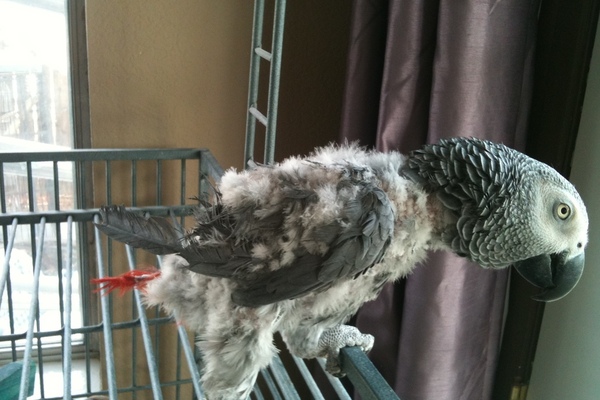 Kira, Congo African Grey