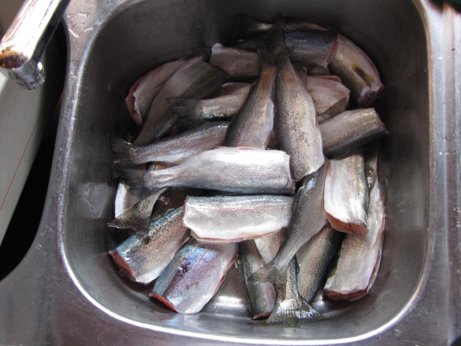A pan full of trout ready for the smoker. Each of the seven fishermen was allowed to have 10 fish in possession.  Photo by Don Q