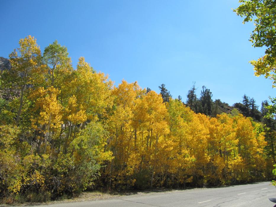 Quaking Aspen colors on the way to Lake Sabrina.  Photo by Elaine Quilici