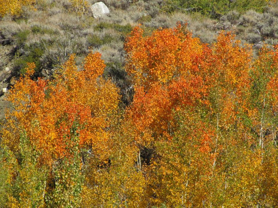 More fall colors near Lake Sabrina.  Photo by Elaine Quilici