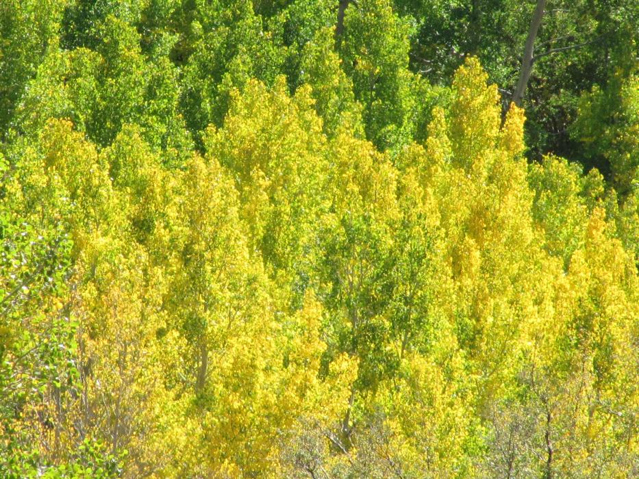 It's fall in the high country west of Bishop. Photo by Elaine Quilici