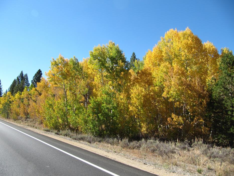 Near Sorensen's Resort on the return to Carson City.  Photo by Elaine Quilici