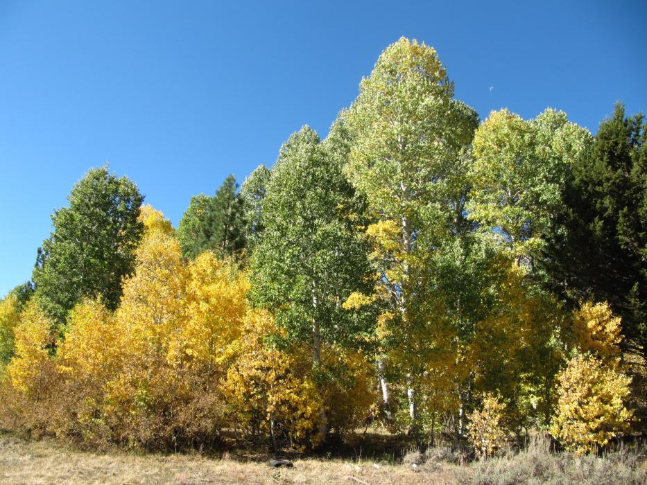 Near the junction of S.R. 88 and the dirt road to Crater Lake.  Photo by Elaine Quilici