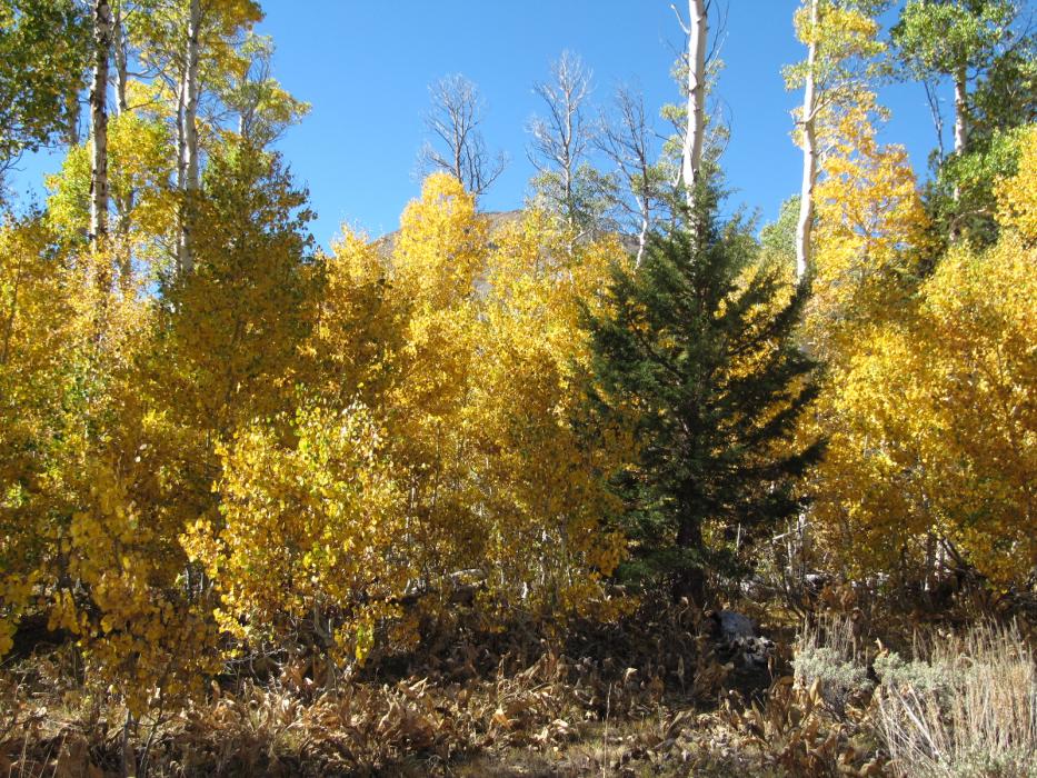 A lonely pine tree surrounded by Quaking Aspen.  Photo by Elaine Quilici