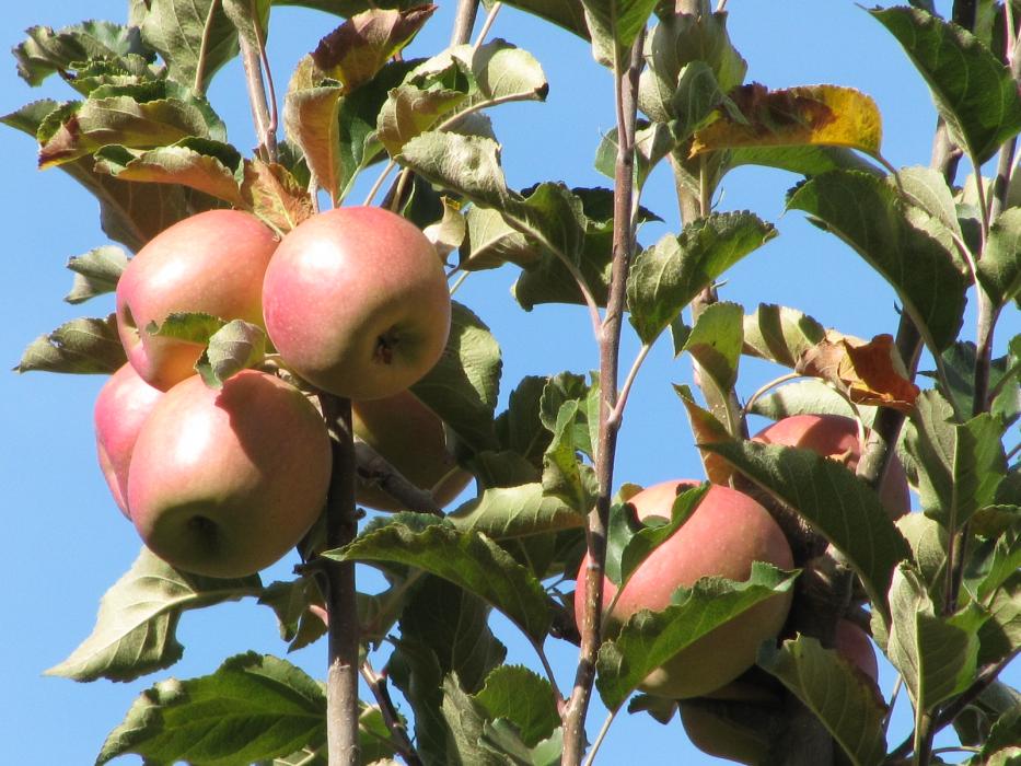 Apples ready to be picked from a tree.  Photo by Elaine Quilici