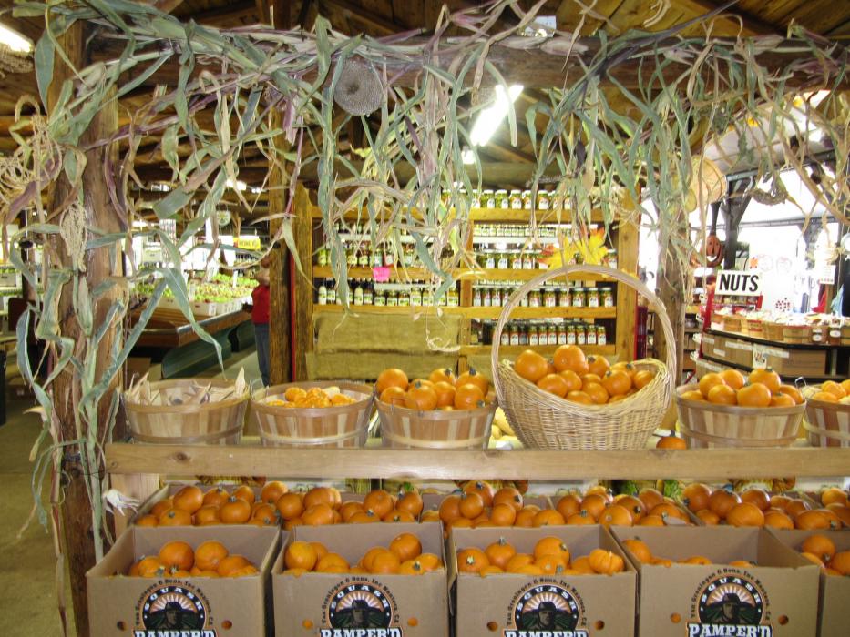 Boxes of small pumpkins ready for Halloween.  Photo by Elaine Quilici