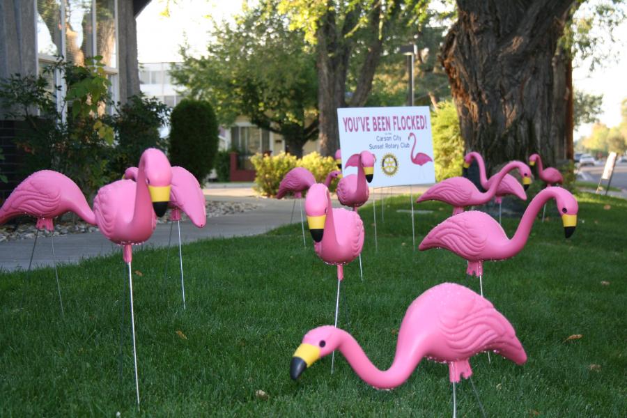 Flamingos roost on lawn.