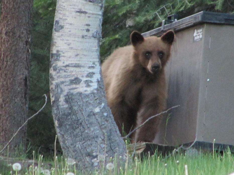 A black bear eyes the photographer, after being unsuccessful in getting into a trash container at a nearby cabin.   Photo by Ela