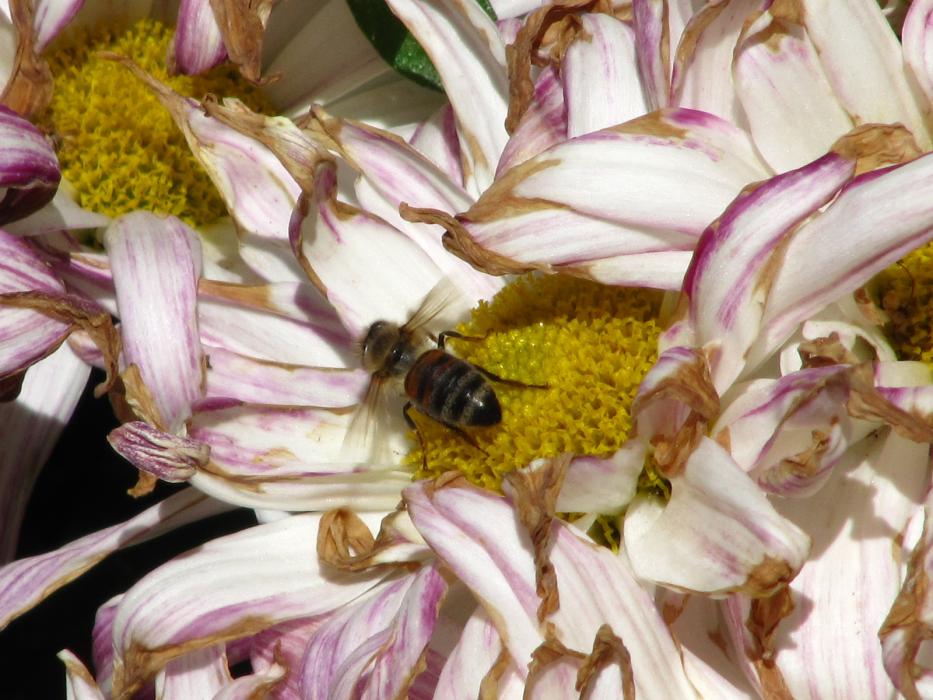 A bee busy gathering nectar from a flower.  Photo by Elaine Quilici