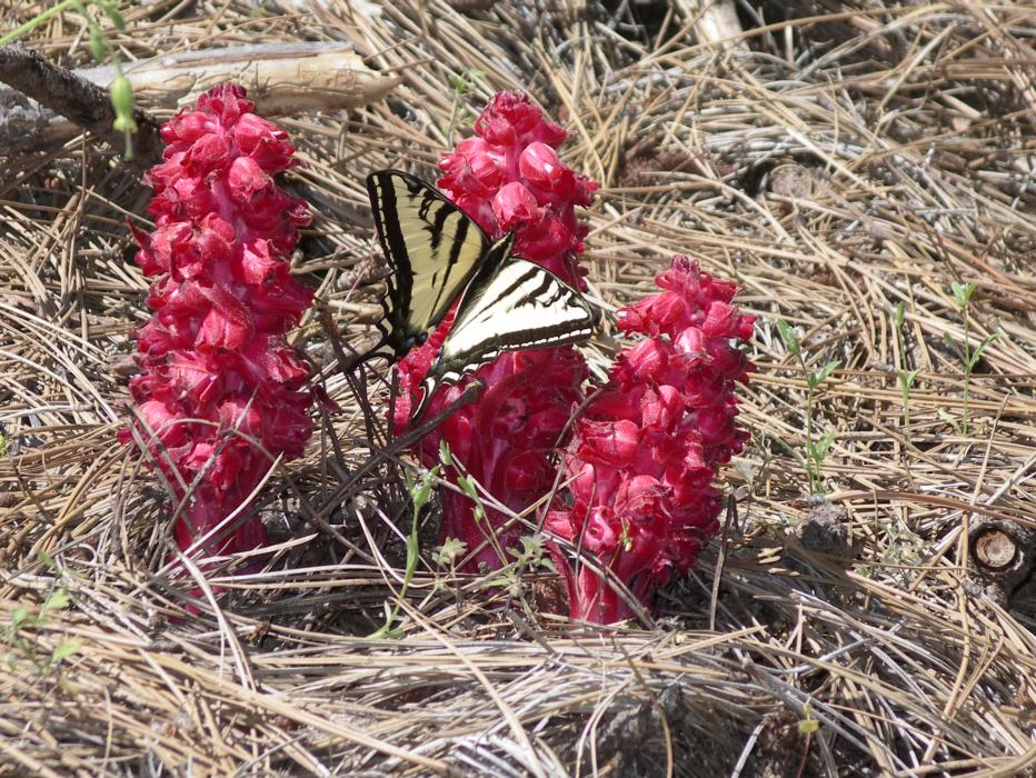 A butterfly on a small group of California Snow Plants.  Photo by Elaine Quilici