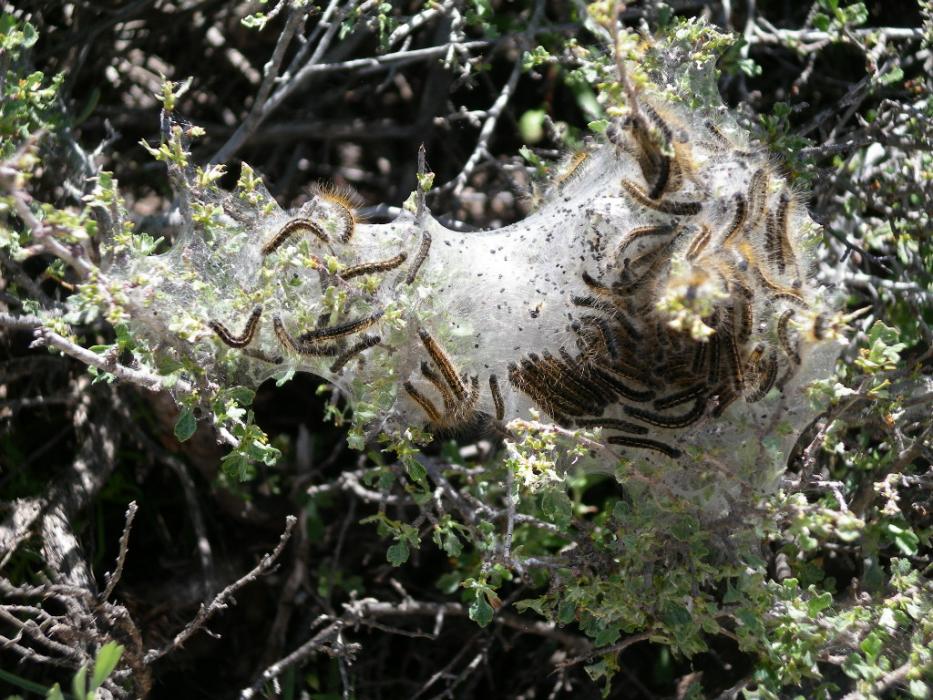 A mass of caterpillars on their web near Davis Lake.  Photo by Elaine Quilici