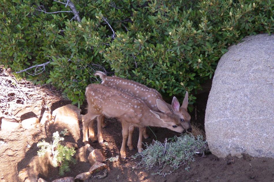 Twin mule deer fawns enjoying breakfast together.  Photo by Elaine Quilici
