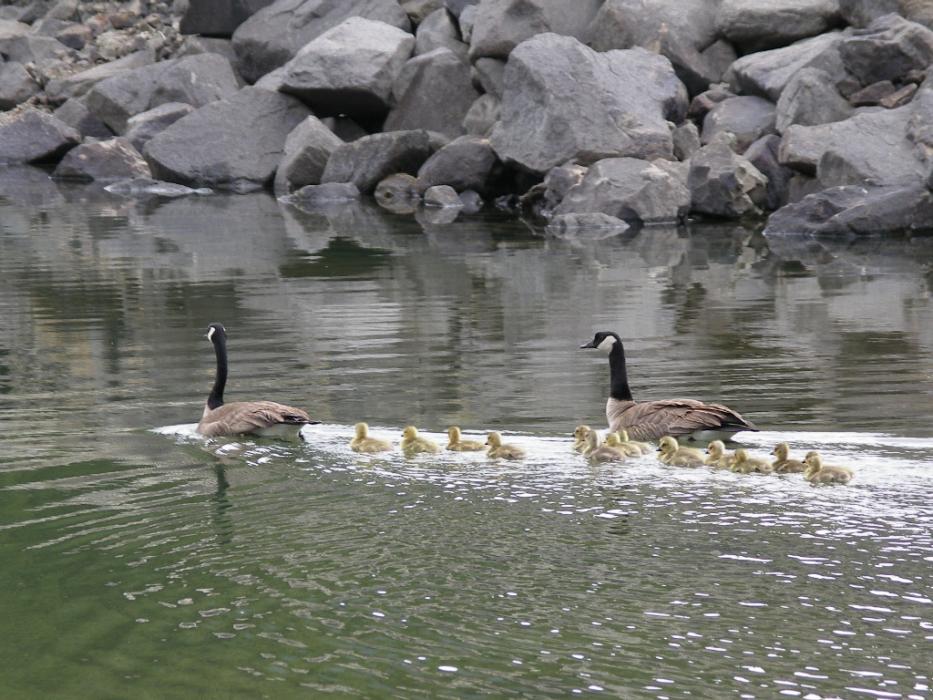Mom and Dad Canada Geese escorting their brood of more than one dozen goslings at Davis Lake, Calif.  Photo by Elaine Quilici