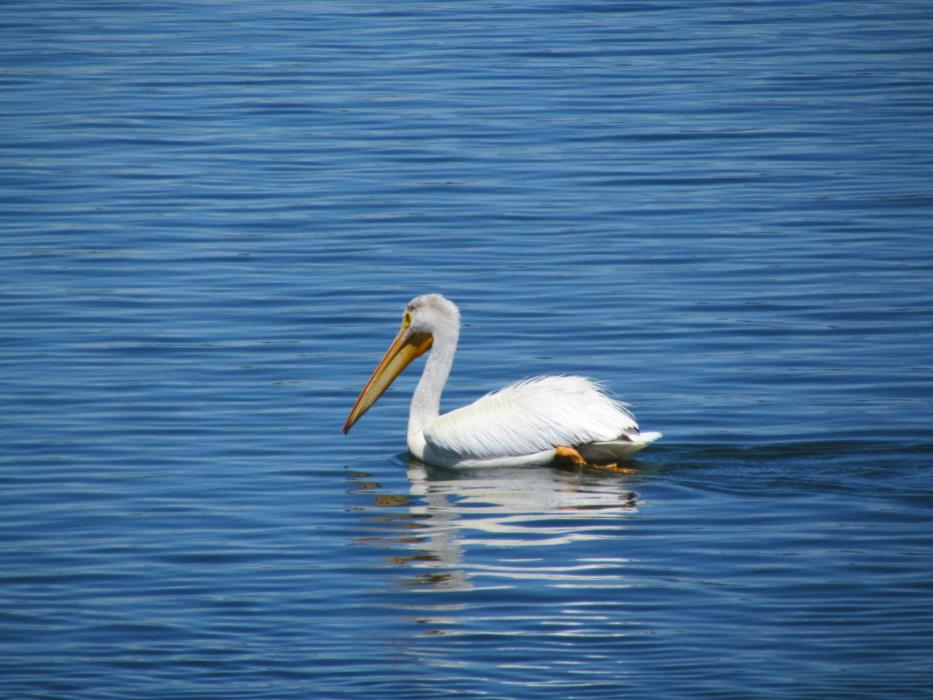 A white pelican serenely paddling across Davis Lake.  Photo by Elaine Quilici